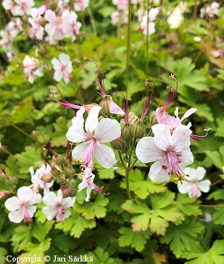 Peittokurjenpolvi, Geranium x cantabrigiense 'Biokovo'